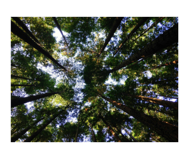 Importância da preservação do meio ambiente