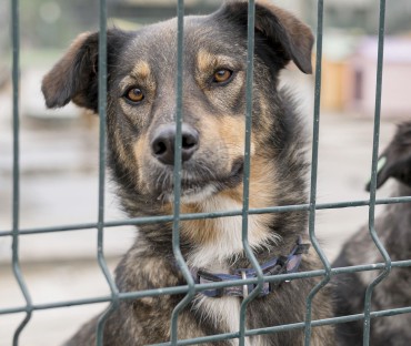 Caminhos para combater os maus-tratos contra animais no Brasil