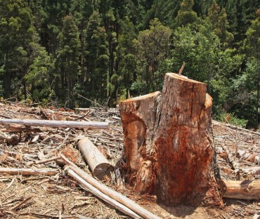 A intensificação do desmatamento no Brasil contemporâneo